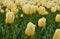 beautiful yellow Tulip and blurring the background.