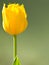 Beautiful yellow tulip flower blooming in spring