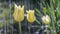 Beautiful yellow tulip flowers in the rain
