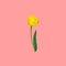 Beautiful yellow tulip with green stem leaf isolated on cherry pink background. Spring Easter