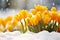 Beautiful yellow tulip spring flowers blooming between snow during late winter or early spring
