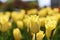 Beautiful yellow tulips in defocus against a blurry cityscape. Bright sunlight. Text space.