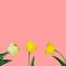 Beautiful yellow tulips with green stem leaf isolated on cherry pink background. Spring Easter