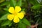 Beautiful Yellow Turnera Flower.