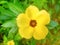 beautiful yellow turnera subulata flower