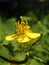 Beautiful yellow tutsan flower