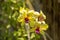 Beautiful yellow vibrant orchid flowers in the tropical garden