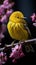 Beautiful Yellow Warbler In A Purple Flowering Tree Blurry Background