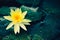 Beautiful Yellow Water Lily or Lotus flower in pond