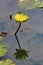 Beautiful yellow waterlily flower with reflection blooming in the pond