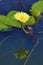 Beautiful yellow waterlily flower with reflection blooming in the pond