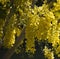 Beautiful yellow weeping flowers of Cassia fistula, the golden shower tree .