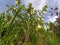 beautiful yellow white Brugmansia arborea angel horn flower