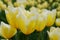 Beautiful yellow and white Fosteriana tulip `Sweetheart` flowers