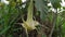 Beautiful yellow white green Brugmansia arborea angel horn wild flower