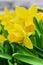 Beautiful yellow wild daffodil bulbs narcissus pseudonarcissus flowers