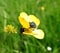 Beautiful yellow wild flowers  with bug in spring, Lithuania