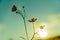 Beautiful yellow wild flowers buttercup flowers in the sunset light. Nature background