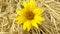 A beautiful yellow wild sunflower with delicate yellow petals