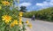 Beautiful Yellow Wild Sunflowers blossom on the hillside.