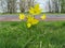 Beautiful yellow wild tulip in the verge in springtime in holland