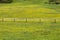 Beautiful yellow wildflower field with a wooden rustic fence