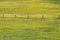 Beautiful yellow wildflower field with a wooden rustic fence