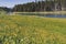 Beautiful yellow wildflowers on the banks of the Yellowstone River inside of Yellowstone National Park