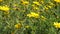 Beautiful yellow wildflowers blowing in a summer breeze