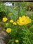 beautiful yellow wildflowers decorate the garden