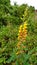 beautiful yellow wildflowers, the shape is like an orchid with a smaller size