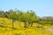 Beautiful Yellow Wildflowers in Skunk Creek Wash and Trail in Glendale, Maricopa County, Arizona USA