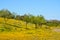 Beautiful Yellow Wildflowers in Skunk Creek Wash and Trail in Glendale, Maricopa County, Arizona USA