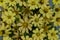 Beautiful yellow Zinnias blooming in the garden, flower background.