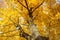 Beautiful yellowed maple crown in a park in autumn