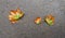 Beautiful yellowed maple leaves on the wet asphalt. Fallen leaves lie on the asphalt after the rain.