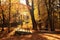 Beautiful yellowed trees and streetlight in park on sunny day