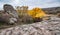 Beautiful yellowed vegetation and stones covered with lichen and moss hills in picturesque Ukraine