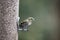 Beautiful Yellowhammer Emberiza Citrinella on garden bird feeder