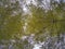 Beautiful yellowish blooming pine tree from above sky in Kota Kinabalu, Sabah. Malaysia, Borneo.