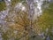 Beautiful yellowish blooming pine tree from above sky in Kota Kinabalu, Sabah. Malaysia, Borneo.