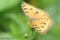 Beautiful yellowish butterfly