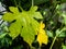 Beautiful Yellowish green leaf.