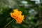 Beautiful yellowish orange cosmos flower