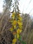 A beautiful yellowish small flower on the hill