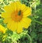 A beautiful yelow flower with a insect