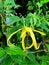 Beautiful Ylang Ylang or Canangca odorata flower