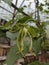 Beautiful ylang ylang flowers Leaf plants