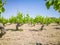 Beautiful and yong vineyards. Grape trees field in Greece. Landscape with vineyards and Mountains