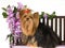 Beautiful Yorkshire terrier